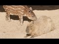 Unlikely Friends Baby Tapir Meets Capybara
