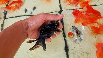 Phân biệt cá ba đuôi trống mái và bí quyết giúp cá sống khỏe