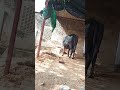 marjaaneyan