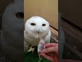 フクロウの穏やかな気質