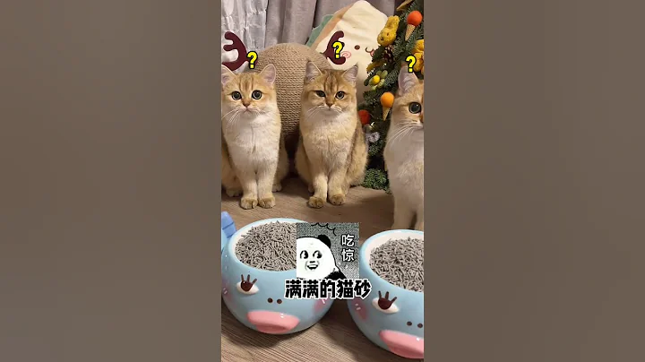 【牛奶是只貓】千萬不要讓老媽幫忙養貓！！！！#貓咪 #金漸層 #萌寵 - 天天要聞