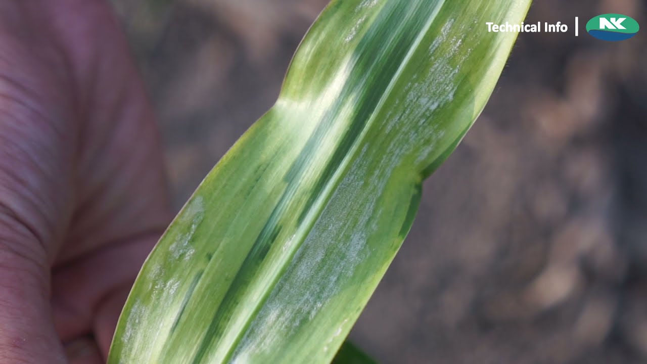 Mari Ketahui Solusi Penyakit Bulai pada Tanaman Jagung - YouTube