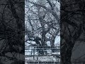 Hiroshima Snow