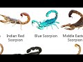 Type Of Scorpion | Blue Scorpion |