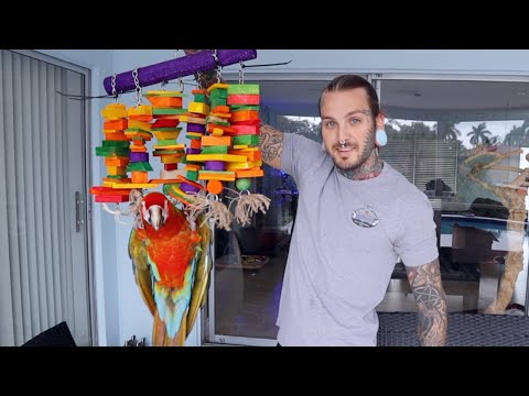 Making Bird Toys For my macaws birthday! Toruk is 2 Today! | Tyler Nolan