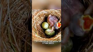 Cuckoo 🐦 The Shocking Truth About Their Mothering Skills #youtubeshorts #trendingshorts #animals
