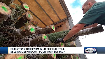 Christmas tree farm in Litchfield still selling despite cut-your-own setback