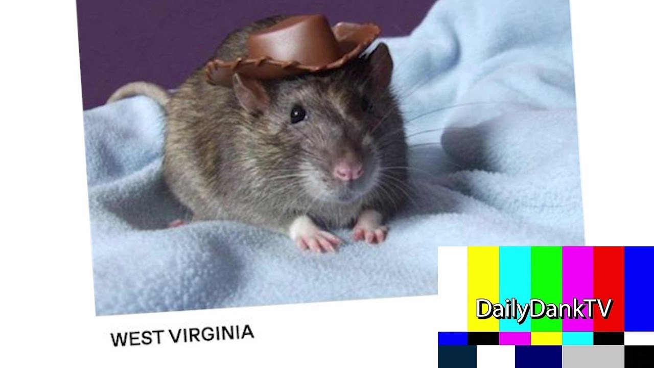 Daily Dank Comments #5 Comment Compilation