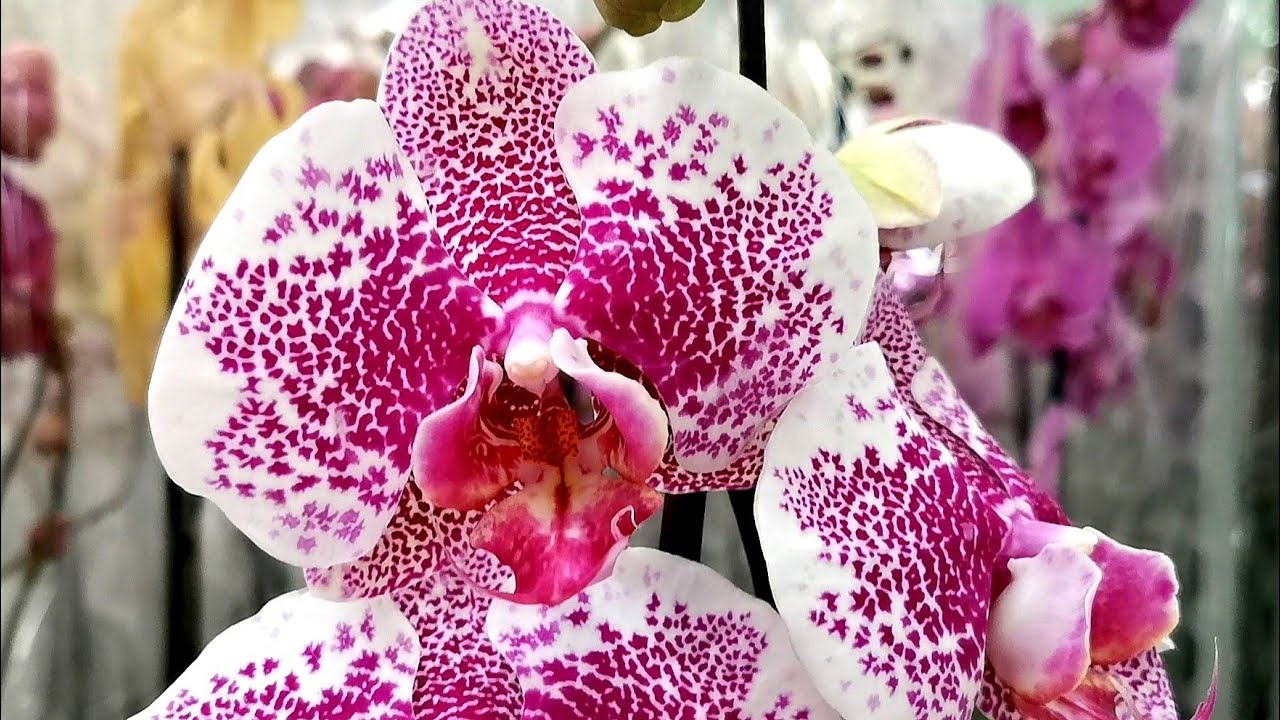Огромный завоз шикарных орхидей в магазине Леруа Мерлен г. Омск. - YouTube