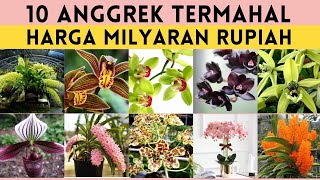 10 Jenis Bunga Anggrek Termahal Di Dunia, Cantik dan Langka,  Tanaman Hias Termahal  anggrek spesies