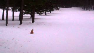 Stella Sledding 2012 Part 3