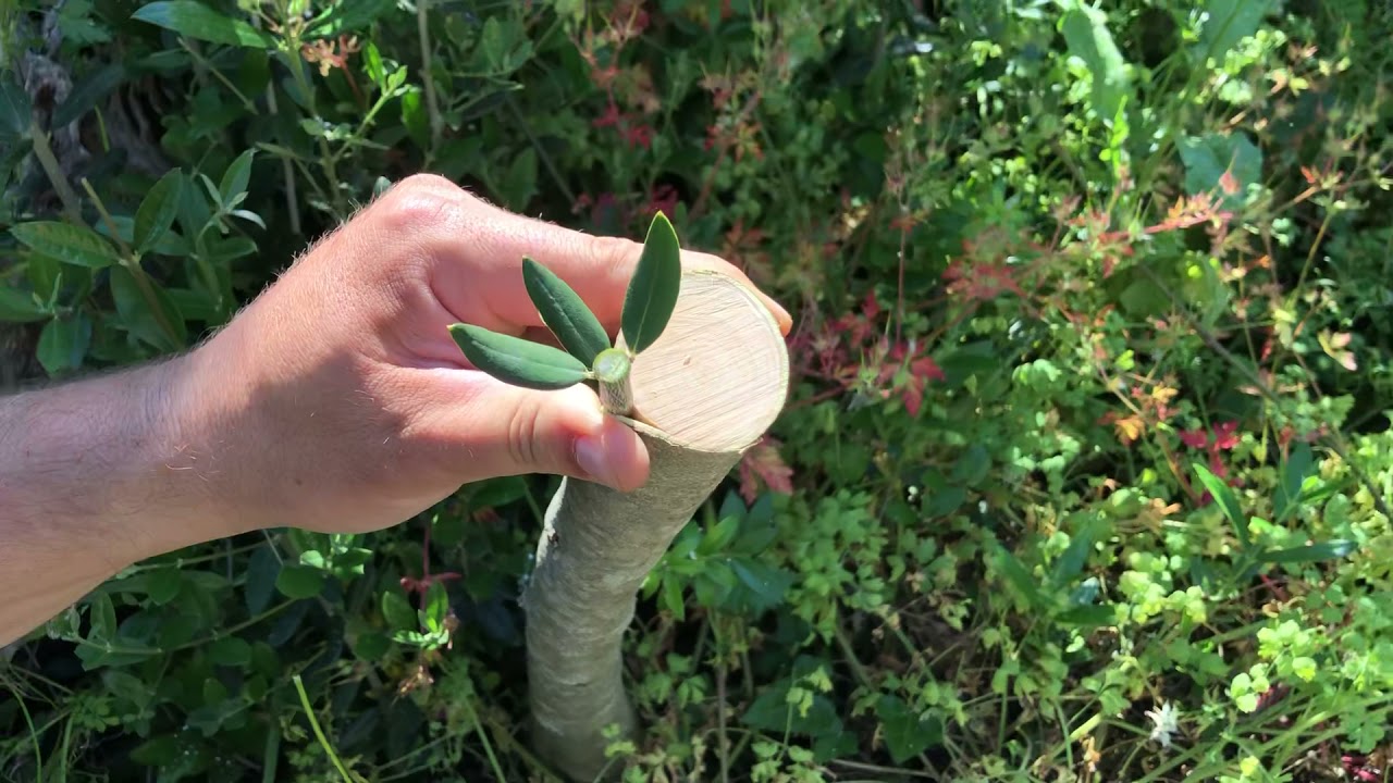 Navrtanje maslina pod koru