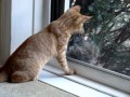 Mikey the Cat.... Mikey Vs. The Squirrel
