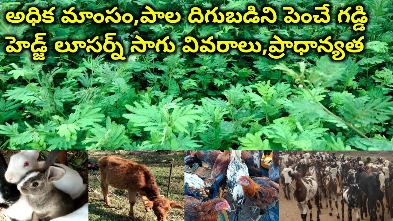 Hedge lucerne grass cultivation details | Hedge lucerne grass Benifits