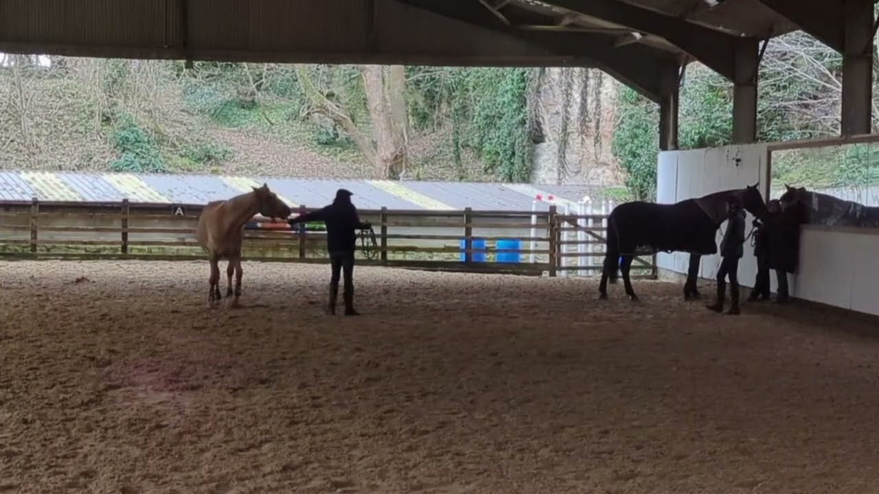 www.dressage-isaac.com. Rebuilding Trust in a Defensive Horse。  First Steps of Real Connection。