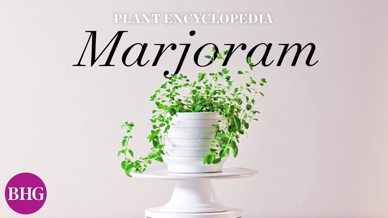 Everything You Need to Know About Marjoram | Plant Encyclopedia | Better Homes & Gardens