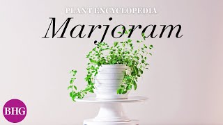 Everything You Need to Know About Marjoram | Plant Encyclopedia | Better Homes &amp; Gardens