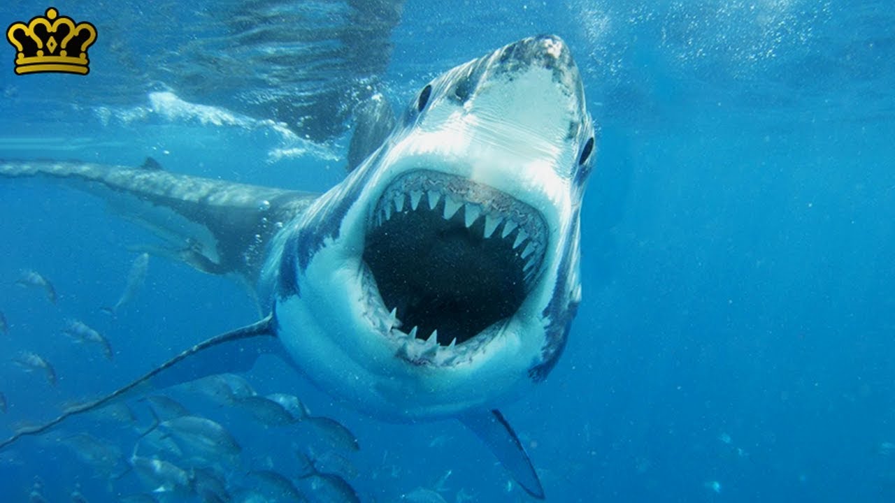 Why NO Aquarium In The WORLD Has a Great White Shark - YouTube