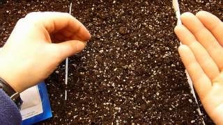 How to Start Your Own Tomato Plants from Seed