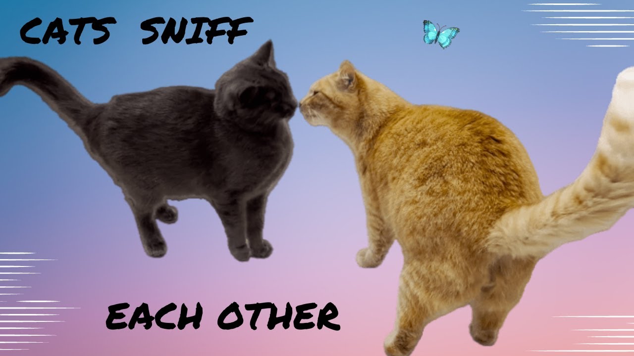 Cats Sniff Each Other 