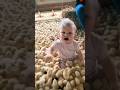 Когда цыплят очень много Shorts Cutebaby малыши цыплята Baby mp3