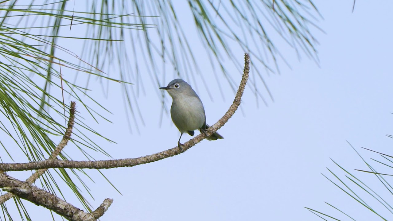 40 01 Blue gray Gnatcatcher 