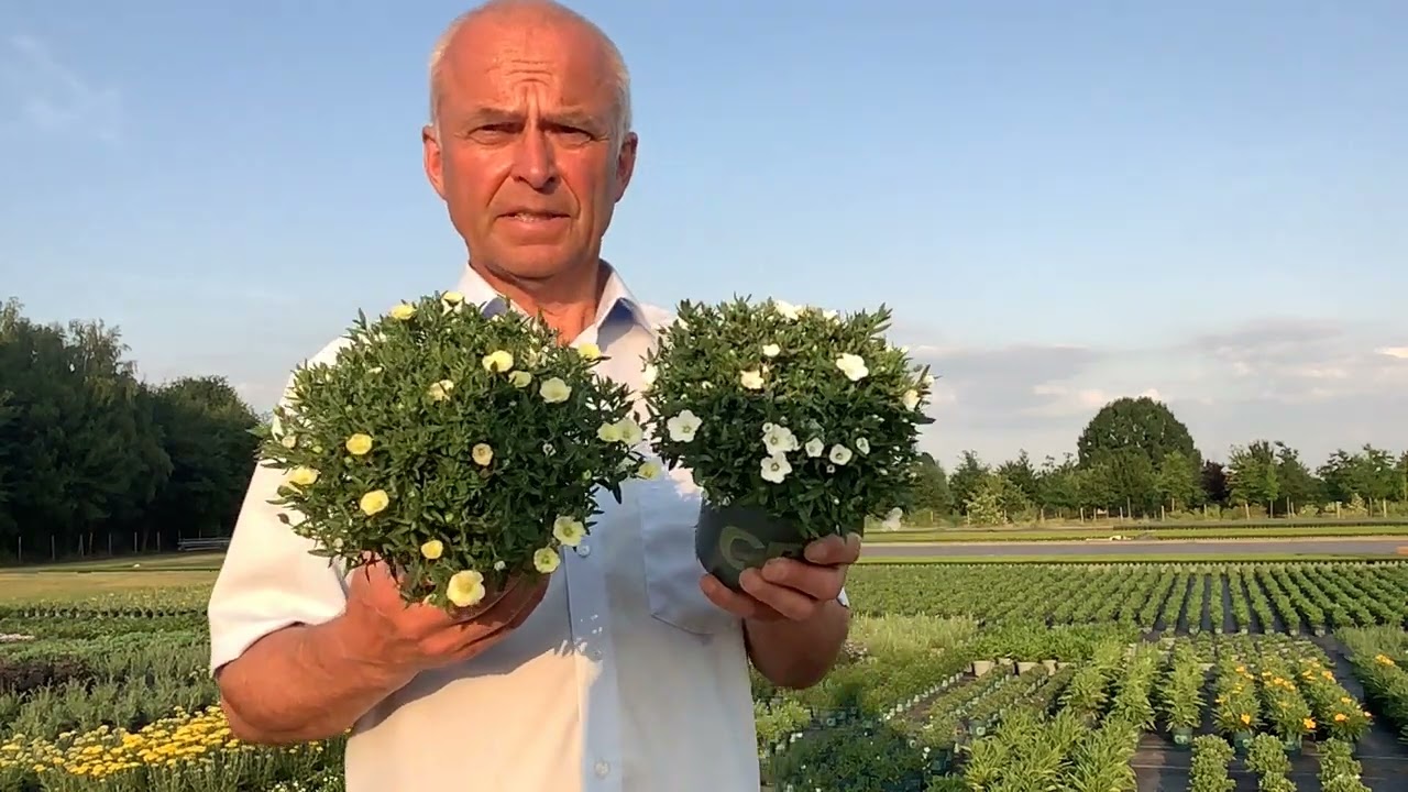 Arenaria Summer White and Lemon