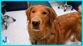 Hilarious Dogs Think The Vet Needs A Checkup Funniest Dog Reactions