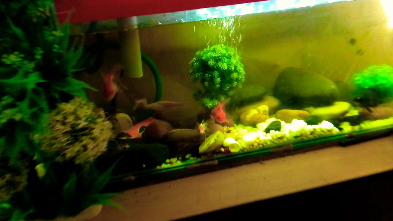 Goldfish home aquarium awesome design...