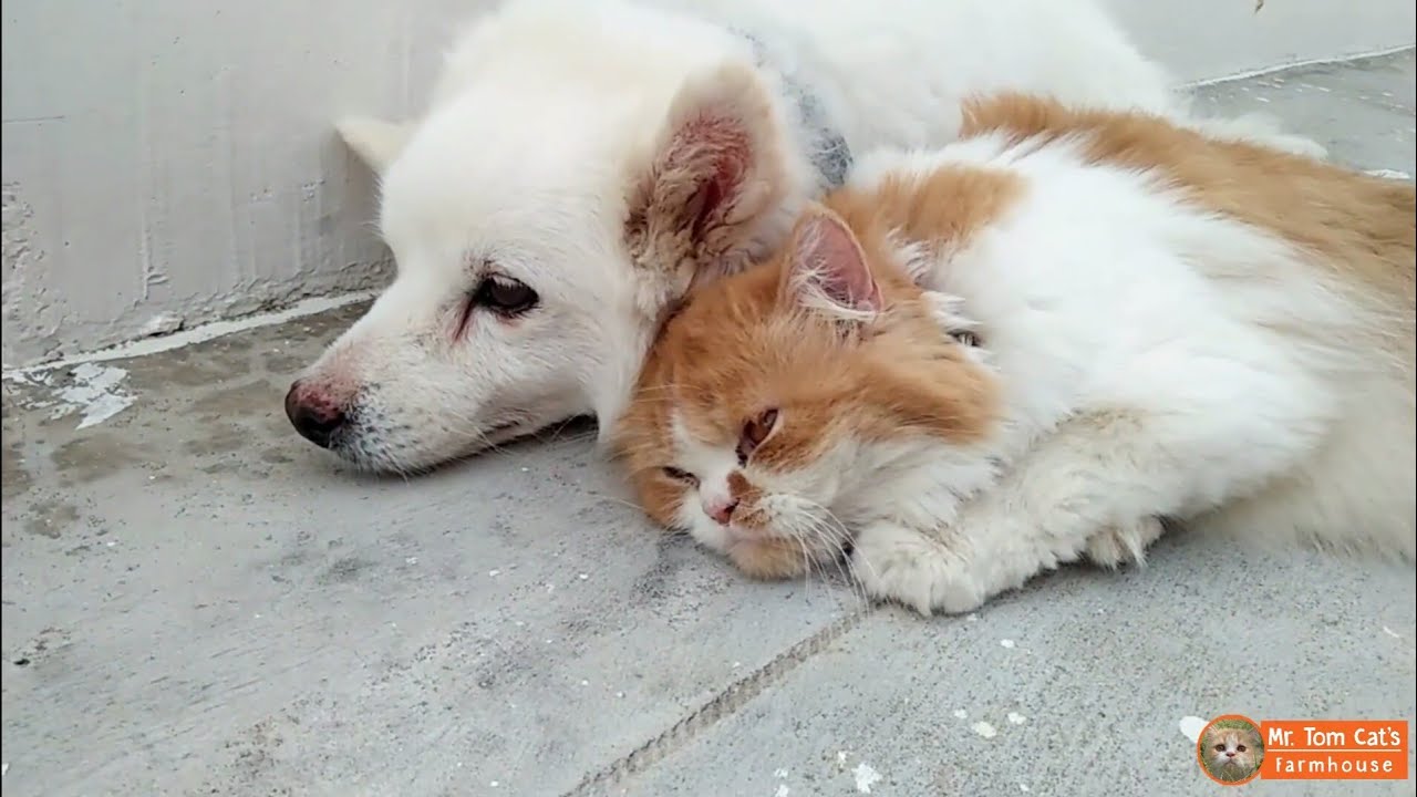 pets at home Persian Cat Love with a Dog