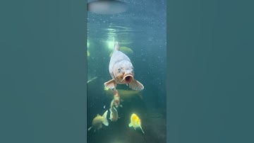 1 Ít Slowmotion Cho Ngày Mới Năng Động. Ae Có Chờ Video Koi Show Của Lộc Ko?#zenkoifarm #cakoinhat