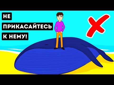 Почему Мертвые Киты Настолько Опасны?