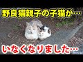 野良猫親子の子猫がいなくなりました