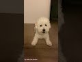 Bichon Haku Barking Sound Bichon Wants To Play 