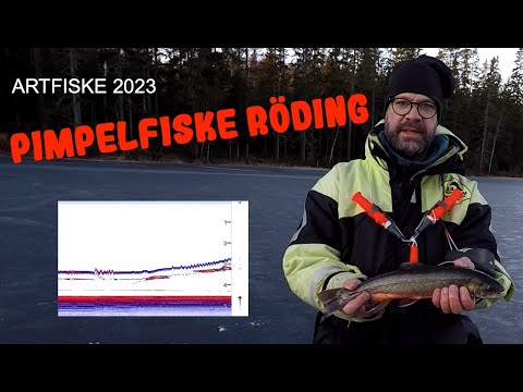 Pimpelfiske efter Röding
