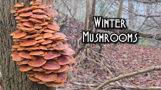 Foraging In January