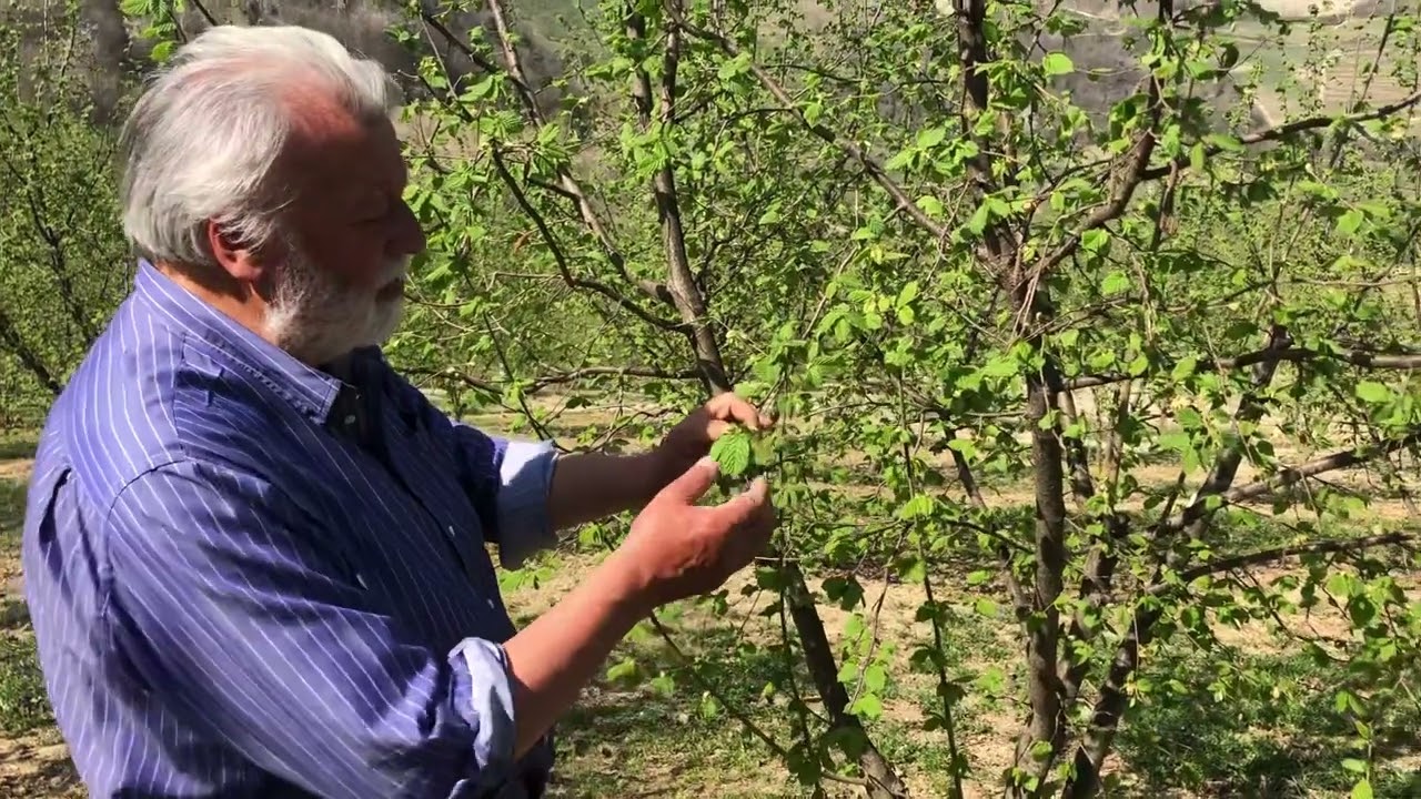 Eriofide del nocciolo