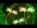 Фон для видеомонтажа Abstract Daisy HD Video Background