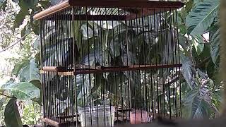 Masteran Konin tembakan rapet