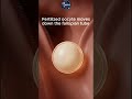 Fertilized Oocyte Moves Through the Fallopian Tube | Journey to the Uterus Explained #oocyte #ovum