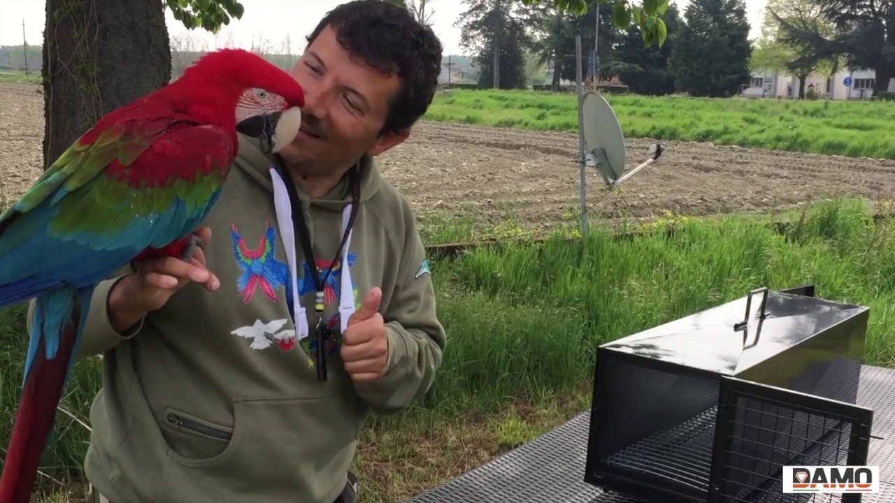Bird Parrot Carrier - Il Sistema più sicuro per trasportare il tuo pappagallo
