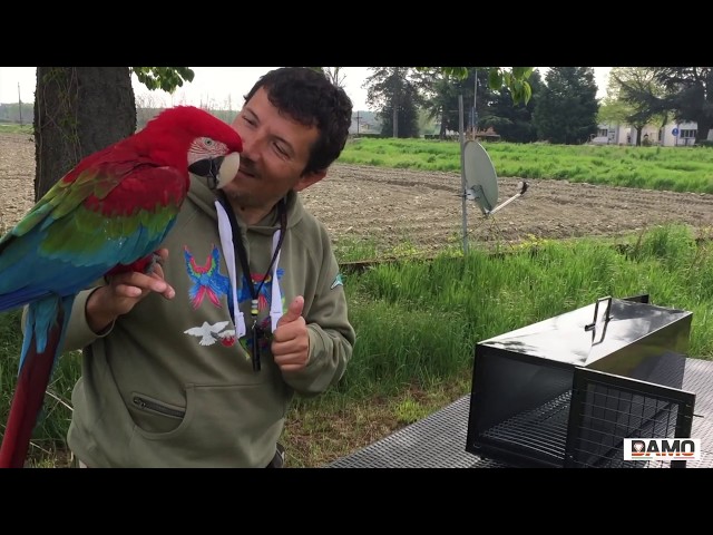 Bird Parrot Carrier - Il Sistema più sicuro per trasportare il tuo pappagallo class=
