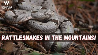 Rattlesnake Hunting in the Mountains! Herping Arizona
A full day of herping for rattlesnakes in Arizona. A morning hike in the mountains and an evening cruise through some desert grassland yields several species of incredible rattlesnakes! Stay tuned for more!
Michael Ruffs Instagram: https://www.instagram.com/ruff_herper/
Instagram: https://www.instagram.com/wakefieldwildlife/
Website/Prints: https://www.wakefieldwildlife.com/ Rattlesnake Hunting in the Mountains! Herping Arizona