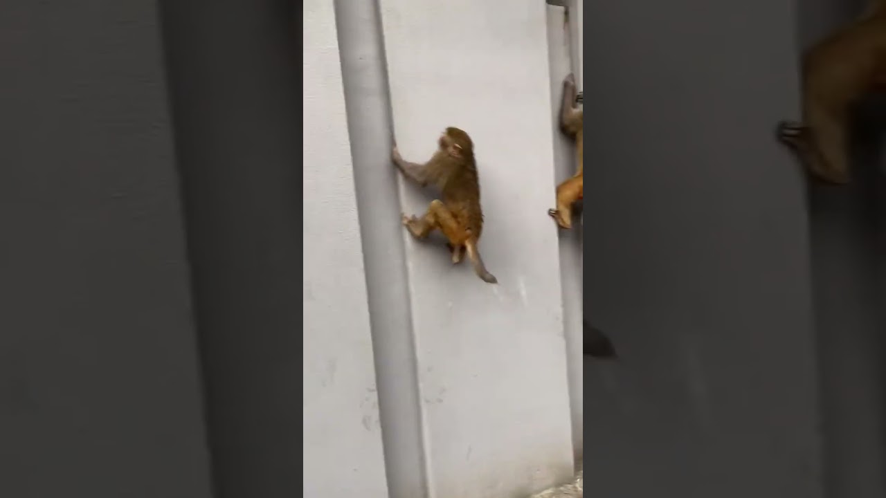 技巧高超！猴子爬牆parkour絕技驚呆眾人