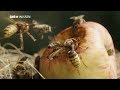 Bienen: So werden sie von Hornissen totgebissen!