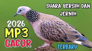 Suara Burung Tekukur Gacor 2026 Terbaru‼️Suara Bersih dan Jernih Cocok Untuk Pancingan dan Masteran