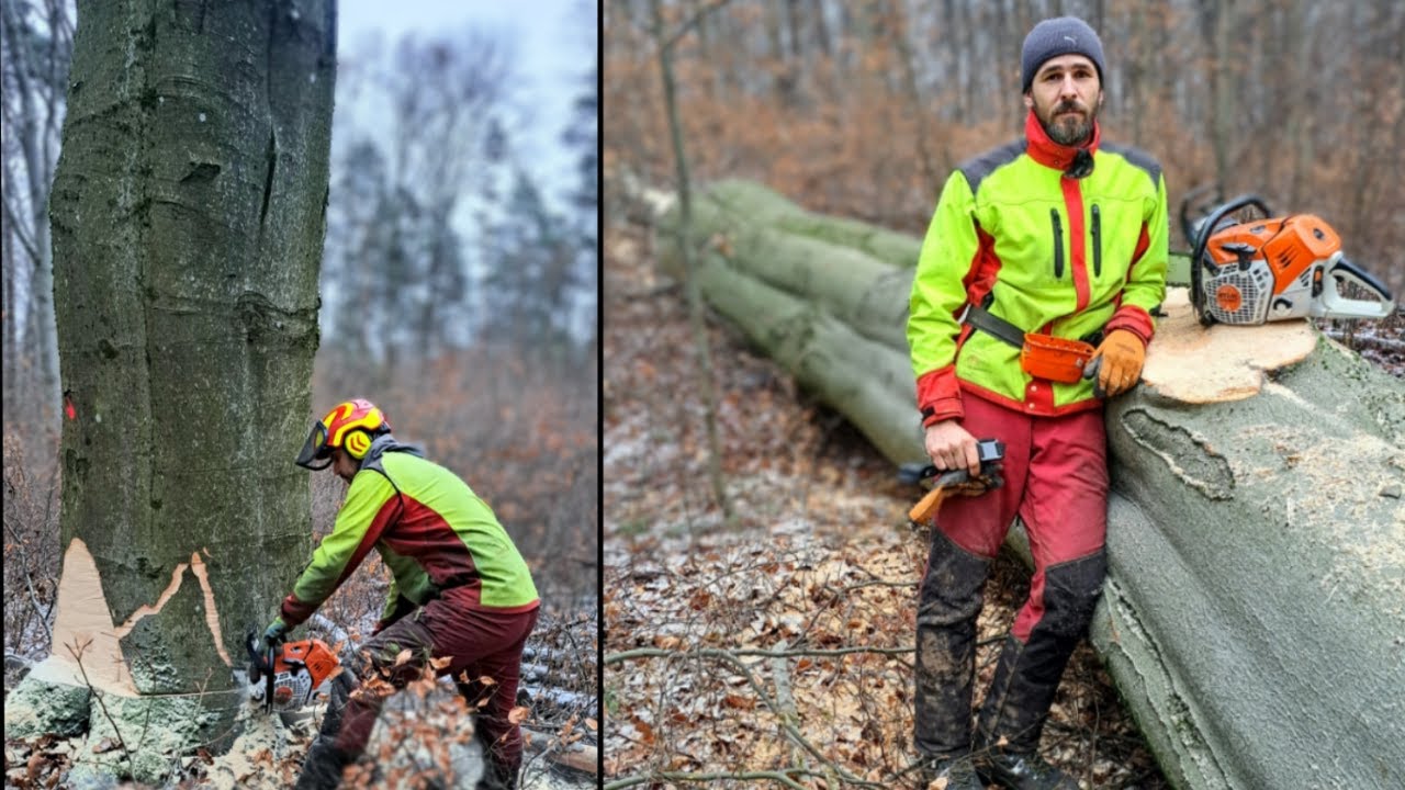 Ťažba najhrubšieho buka v poraste. Stihl ms 500i, Big tree, tree felling, Working in forest, Amles