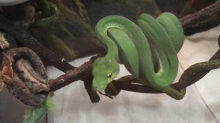 Jayapura green tree python's color change!
