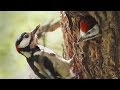 Great Spotted Woodpeckers Nest
