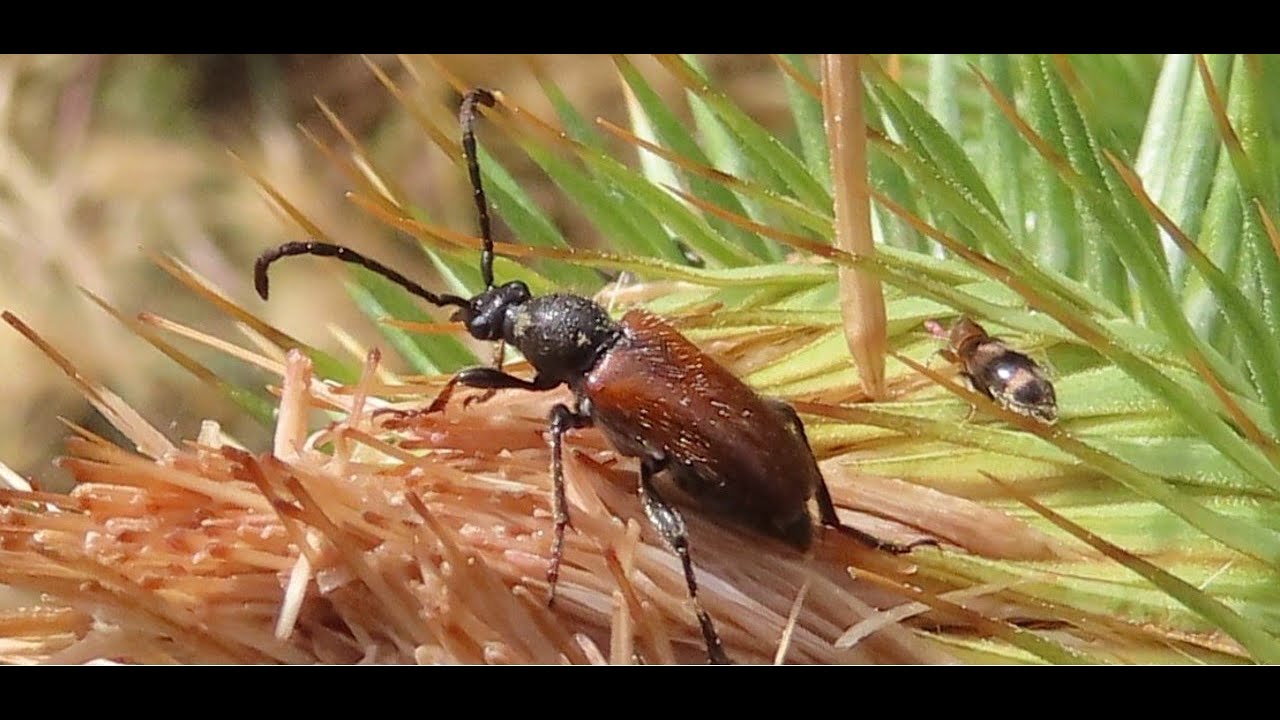 Pseudovadonia livida, the fairy ring longhorn beetle  Greece by Theo